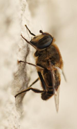 Réf. 342 573 : Eristalis tenax